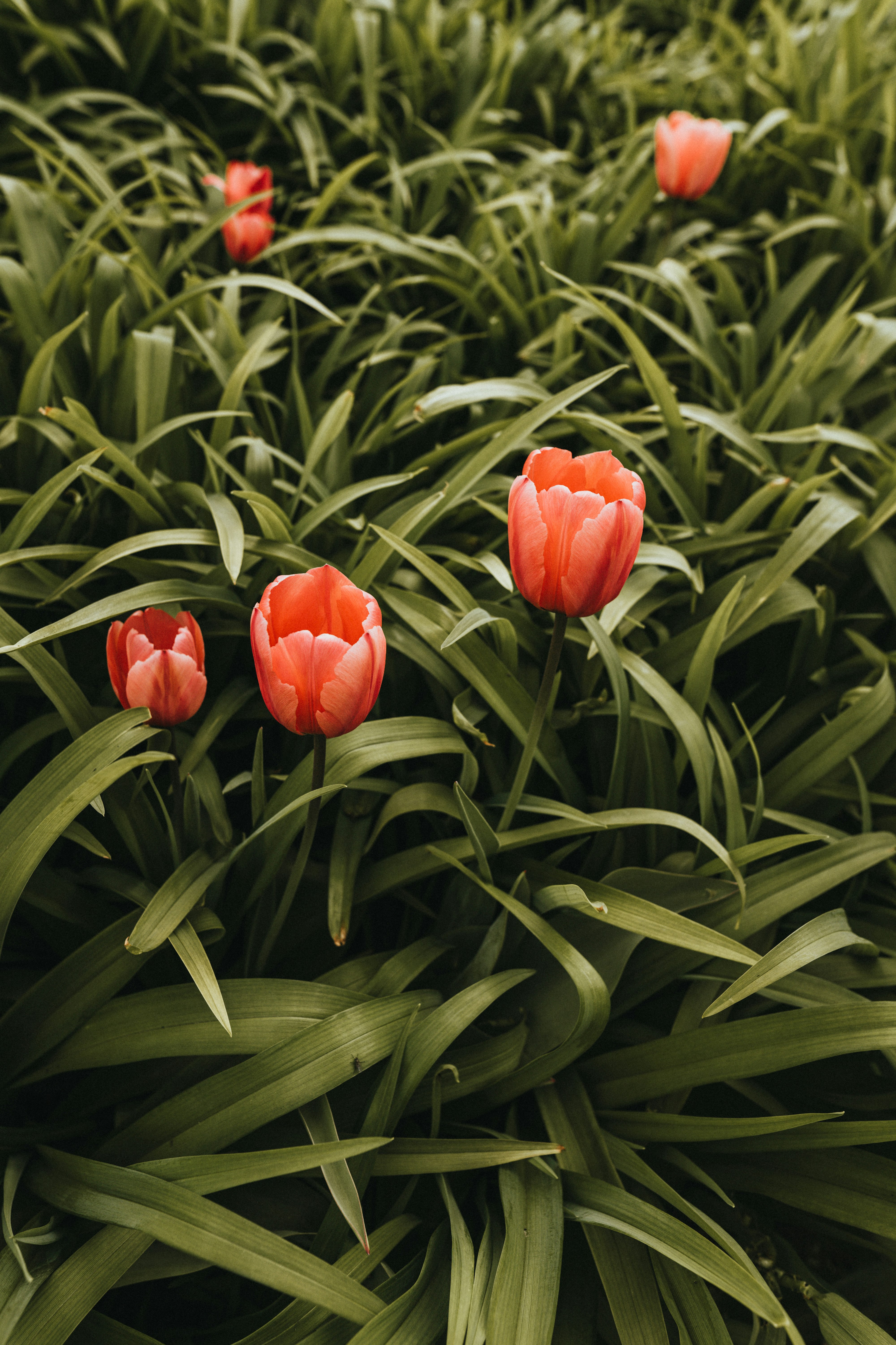 red tulips in bloom during daytime